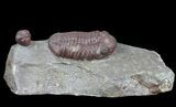 Red Barrandeops Trilobite With Enrolled Specimen #66343-3